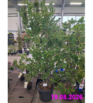 Magnolia mix C 30 L